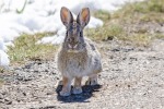 Snoeshow hare